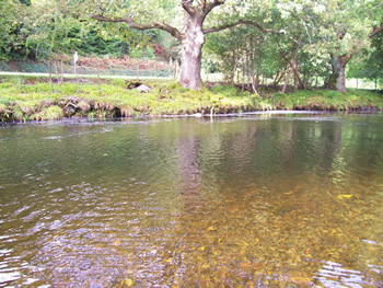 Royal Oak Farm Pool
